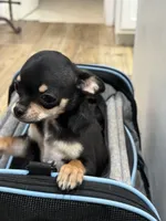 Snoop Dawg, a male Chihuahua for sale in Cabool, MO – 7 of 9