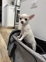 Cotton, a male Chihuahua for sale in Cabool, MO – 2 of 6