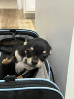 Snoop Dawg, a male Chihuahua for sale in Cabool, MO – 2 of 9