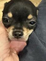 Snoop Dawg, a male Chihuahua for sale in Cabool, MO – 4 of 9