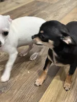 Snoop Dawg, a male Chihuahua for sale in Cabool, MO – 6 of 9