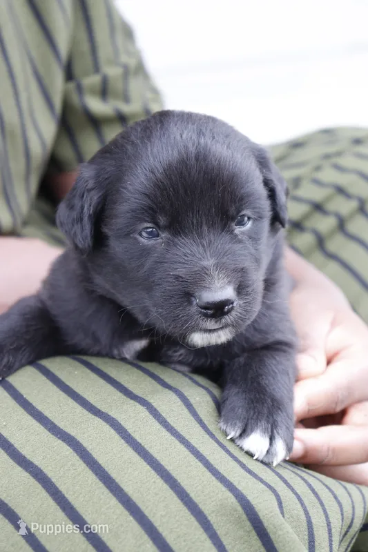 Bronx – Australian Shepherd, Golden Retriever puppy for sale in Squaw Valley, CA