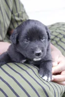 Bronx, a male Australian Shepherd and Golden Retriever for sale in Squaw Valley, CA – Photo 1 of 2