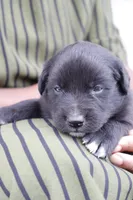 Bronx, a male Australian Shepherd and Golden Retriever for sale in Squaw Valley, CA – Photo 2 of 2