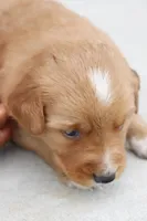 Bow, a male Australian Shepherd and Golden Retriever for sale in Squaw Valley, CA – Photo 2 of 3