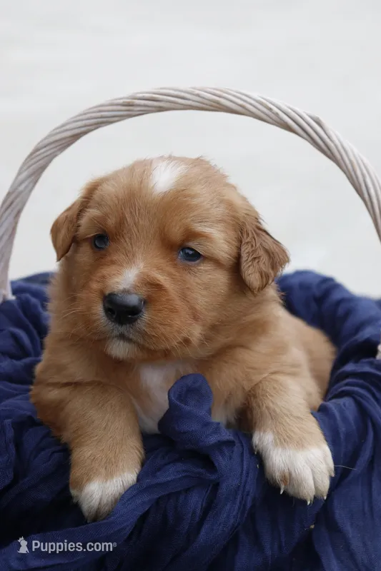 Bow – Australian Shepherd, Golden Retriever puppy for sale in Squaw Valley, CA