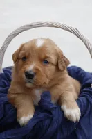 Bow, a male Australian Shepherd and Golden Retriever for sale in Squaw Valley, CA – Photo 1 of 3