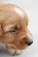 Bow, a male Australian Shepherd and Golden Retriever for sale in Squaw Valley, CA – Photo 3 of 3
