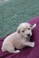 Roxi, a female Australian Shepherd and Golden Retriever for sale in Squaw Valley, CA – Photo 3 of 3