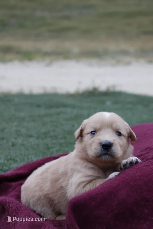 Roxi – Australian Shepherd, Golden Retriever puppy for sale in Squaw Valley, CA