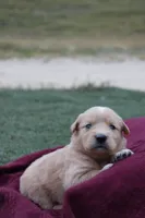 Roxi, a female Australian Shepherd and Golden Retriever for sale in Squaw Valley, CA – Photo 1 of 3