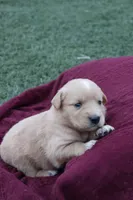 Roxi, a female Australian Shepherd and Golden Retriever for sale in Squaw Valley, CA – Photo 2 of 3