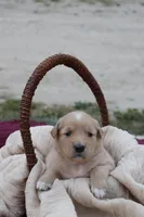 Salli, a female Australian Shepherd and Golden Retriever for sale in Squaw Valley, CA – Photo 3 of 3