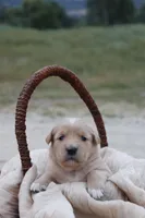 Salli, a female Australian Shepherd and Golden Retriever for sale in Squaw Valley, CA – Photo 2 of 3