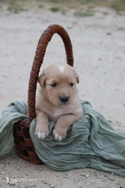 Salli – Australian Shepherd, Golden Retriever puppy for sale in Squaw Valley, CA