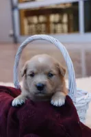 Trixi, a female Australian Shepherd and Golden Retriever for sale in Squaw Valley, CA – Photo 3 of 3
