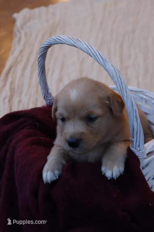 Trixi – Australian Shepherd, Golden Retriever puppy for sale in Squaw Valley, CA