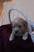 Trixi, a female Australian Shepherd and Golden Retriever for sale in Squaw Valley, CA – Photo 1 of 3