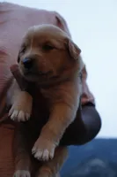 Trixi, a female Australian Shepherd and Golden Retriever for sale in Squaw Valley, CA – Photo 2 of 3