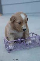 Kati, a female Australian Shepherd and Golden Retriever for sale in Squaw Valley, CA – Photo 1 of 2