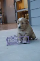 Kati, a female Australian Shepherd and Golden Retriever for sale in Squaw Valley, CA – Photo 2 of 2