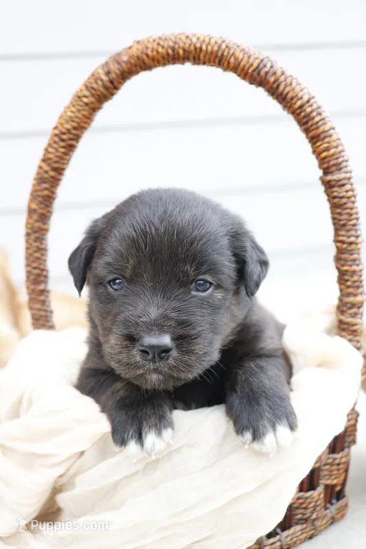 Bentley – Australian Shepherd, Golden Retriever puppy for sale in Squaw Valley, CA