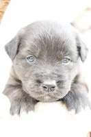 Bentley, a male Australian Shepherd and Golden Retriever for sale in Squaw Valley, CA – Photo 2 of 2