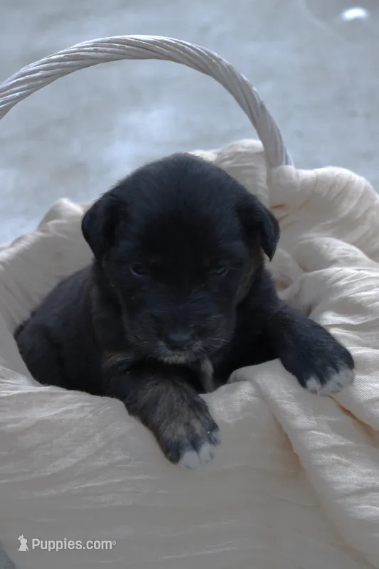 Mindi – Australian Shepherd, Golden Retriever puppy for sale in Squaw Valley, CA