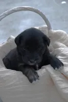 Mindi, a female Australian Shepherd and Golden Retriever for sale in Squaw Valley, CA – Photo 1 of 2