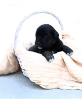 Mindi, a female Australian Shepherd and Golden Retriever for sale in Squaw Valley, CA – Photo 2 of 2