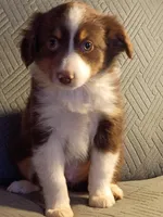 Charlie, a male Miniature Australian Shepherd for sale in Harrison, AR – Photo 2 of 5