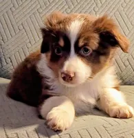 Charlie, a male Miniature Australian Shepherd for sale in Harrison, AR – Photo 1 of 5