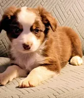 Buddy, a male Miniature Australian Shepherd for sale in Harrison, AR – Photo 2 of 6