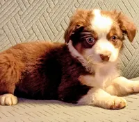 Buddy, a male Miniature Australian Shepherd for sale in Harrison, AR – Photo 3 of 6