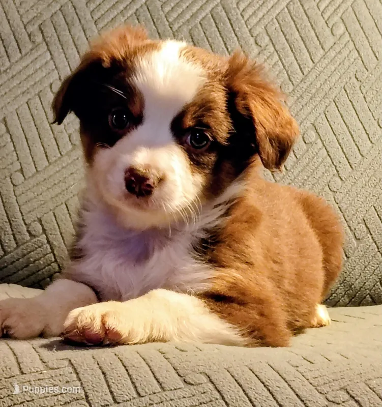 Buddy – Miniature Australian Shepherd puppy for sale in Harrison, AR