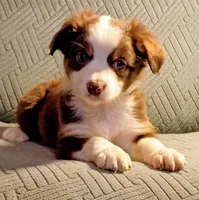 Buddy, a male Miniature Australian Shepherd for sale in Harrison, AR – Photo 4 of 6