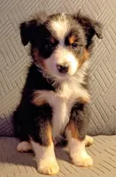 Milo, a male Miniature Australian Shepherd for sale in Harrison, AR – Photo 3 of 8