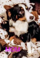 Milo, a male Miniature Australian Shepherd for sale in Harrison, AR – Photo 7 of 8