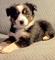 Milo, a male Miniature Australian Shepherd for sale in Harrison, AR – Photo 5 of 8