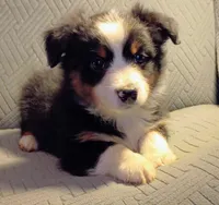 Milo, a male Miniature Australian Shepherd for sale in Harrison, AR – Photo 1 of 8