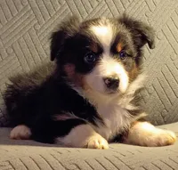 Milo, a male Miniature Australian Shepherd for sale in Harrison, AR – Photo 2 of 8