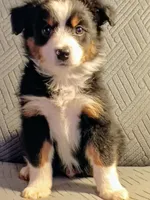 Milo, a male Miniature Australian Shepherd for sale in Harrison, AR – Photo 4 of 8