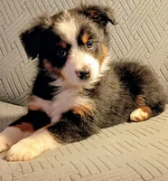 Milo, a male Miniature Australian Shepherd for sale in Harrison, AR – Photo 6 of 8