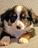 Teddy, a male Miniature Australian Shepherd for sale in Harrison, AR – Photo 3 of 6
