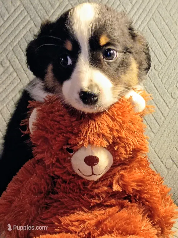 Teddy – Miniature Australian Shepherd puppy for sale in Harrison, AR