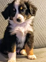 Teddy, a male Miniature Australian Shepherd for sale in Harrison, AR – Photo 4 of 6