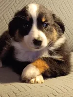 Teddy, a male Miniature Australian Shepherd for sale in Harrison, AR – Photo 2 of 6