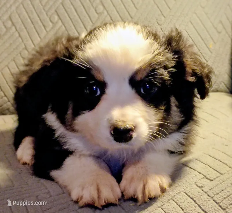 Bella – Miniature Australian Shepherd puppy for sale in Harrison, AR