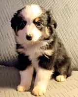 Bella, a female Miniature Australian Shepherd for sale in Harrison, AR – Photo 2 of 7