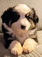 Bella, a female Miniature Australian Shepherd for sale in Harrison, AR – Photo 4 of 7